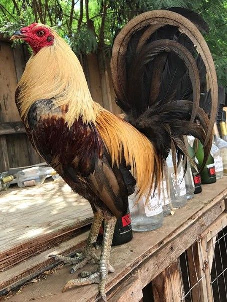 Aplicación del Gold Gallo en la fabricación de componentes electrónicos