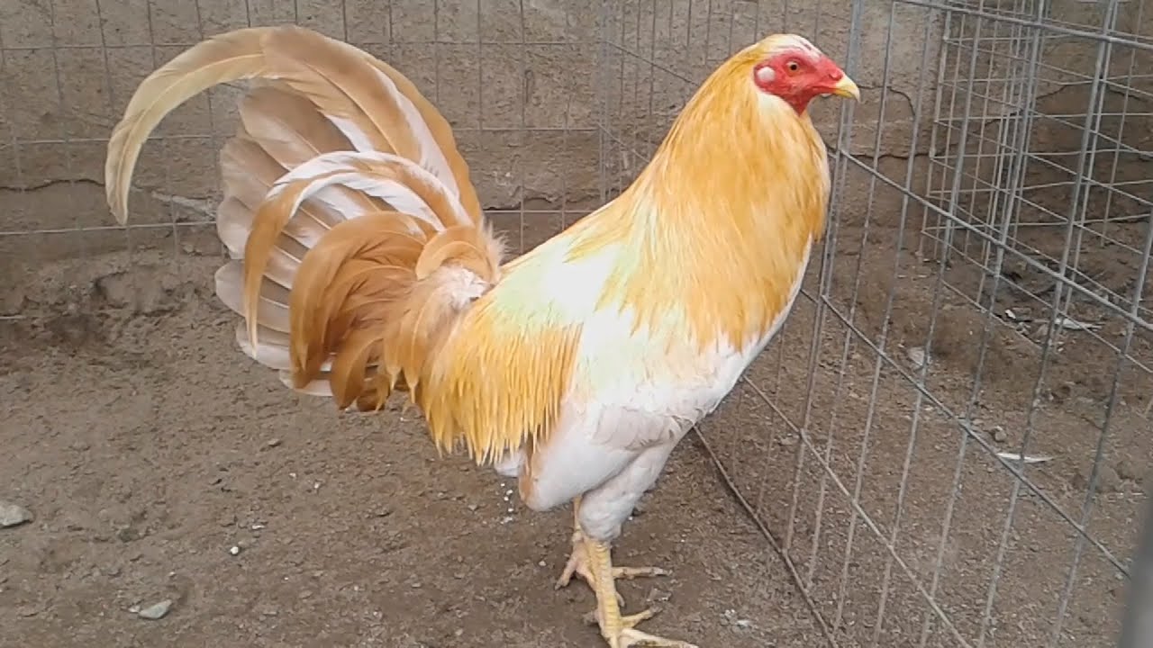 Gold gallo